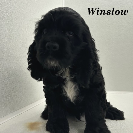 puppy, for, sale, Cocker Spaniel, Joe & Cherri  Overlease, dog, breeder, Miller, MO, dog-breeder, puppy-for-sale, forsale, nearby, find, puppyfind, locator, puppylocator, aca